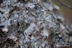 Flavoparmelia soredians