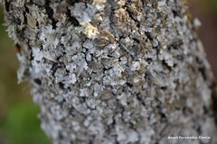 Flavoparmelia soredians