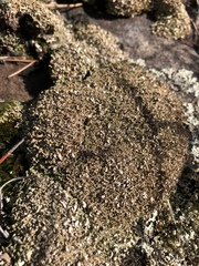 Cladonia apodocarpa