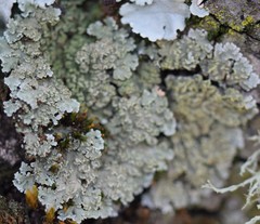 Physconia enteroxantha