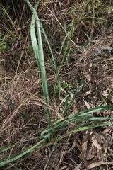 Dianella nervosa