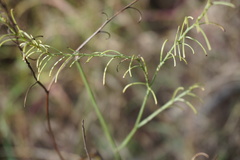 Dianella nervosa
