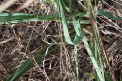 Dianella nervosa