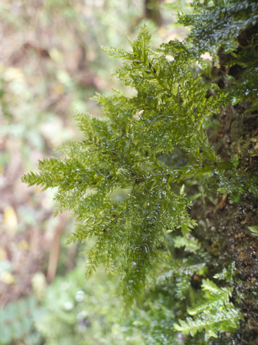Camptochaete deflexa observed 2025-09-06