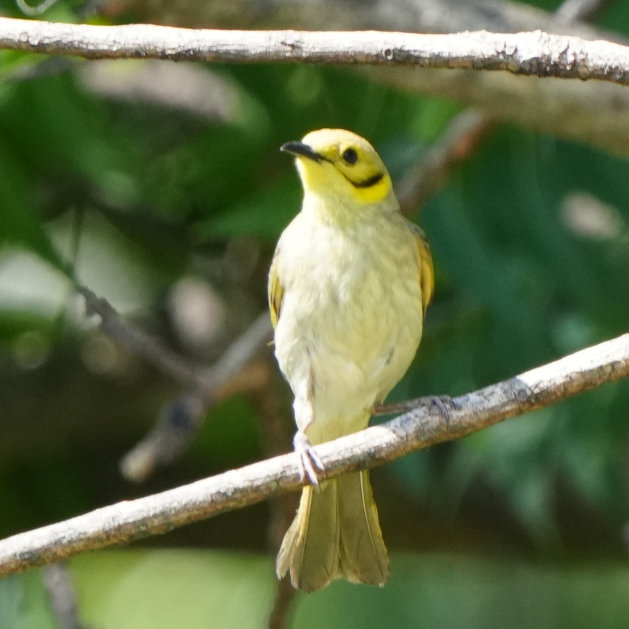 Yellow-tinted Honeyeater (Ptilotula flavescens), photo 7