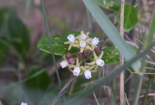 Natal Buckhorn (Cynanchum natalitium)