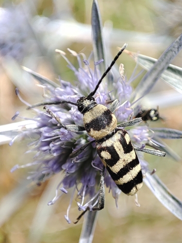 Grape Wood Borer, 34070 Savogna d'Isonzo GO, Italia, photo 8 of 10