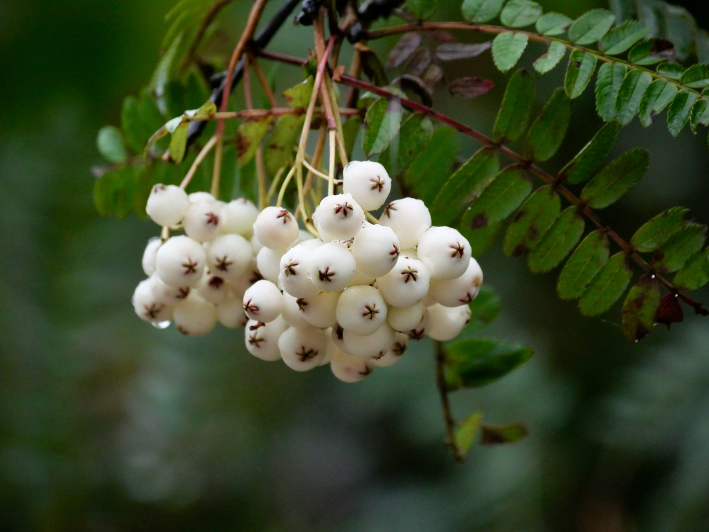 Sorbus koehneana