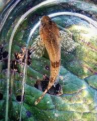 Cottus caeruleomentum