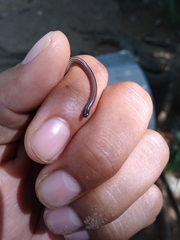 Epictia bakewelli