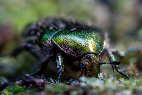 Goldglänzender Rosenkäfer