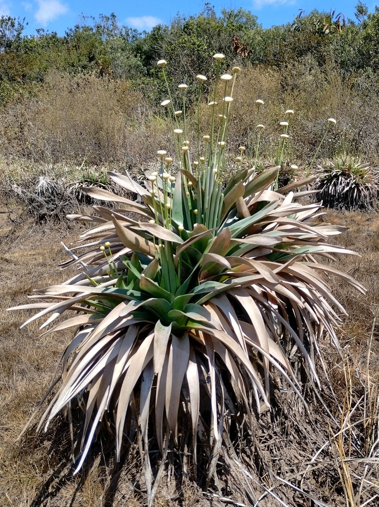 Eriocaulon ligulatum