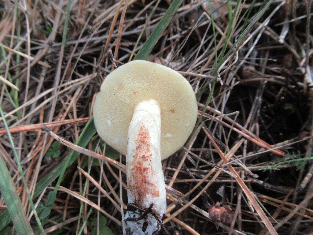 Suillus granulatus · September 2025 · photo: © smsergey (iNaturalist, cc-by-nc)