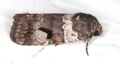 Thoracolopha flexirena