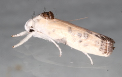 Arignota stercorata