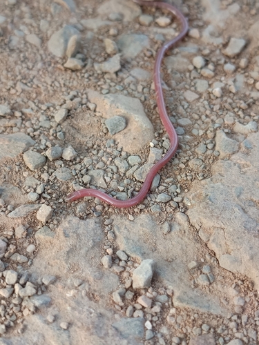 Photo of a Gambia Blind Snake (Myriopholis algeriensis)