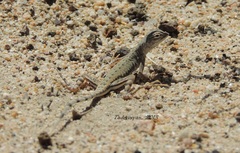 Callisaurus draconoides rhodostictus