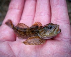 Cottus caeruleomentum