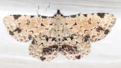 Sandava scitisignata