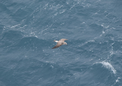 Larus michahellis atlantis