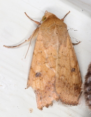 Australothis rubrescens