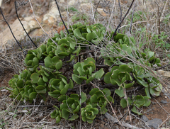 Aeonium glutinosum image