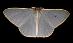 Chlorocoma assimilis