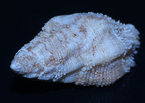 Coralliophila costularis observed 2025-09-08