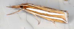 Hednota bivittella