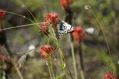 Pimelea haematostachya