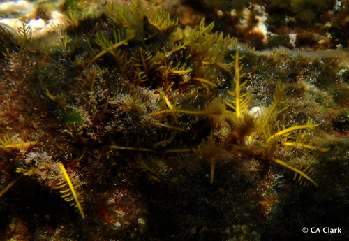 Gelidiella observed 2019-10-24