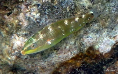 Stethojulis balteata