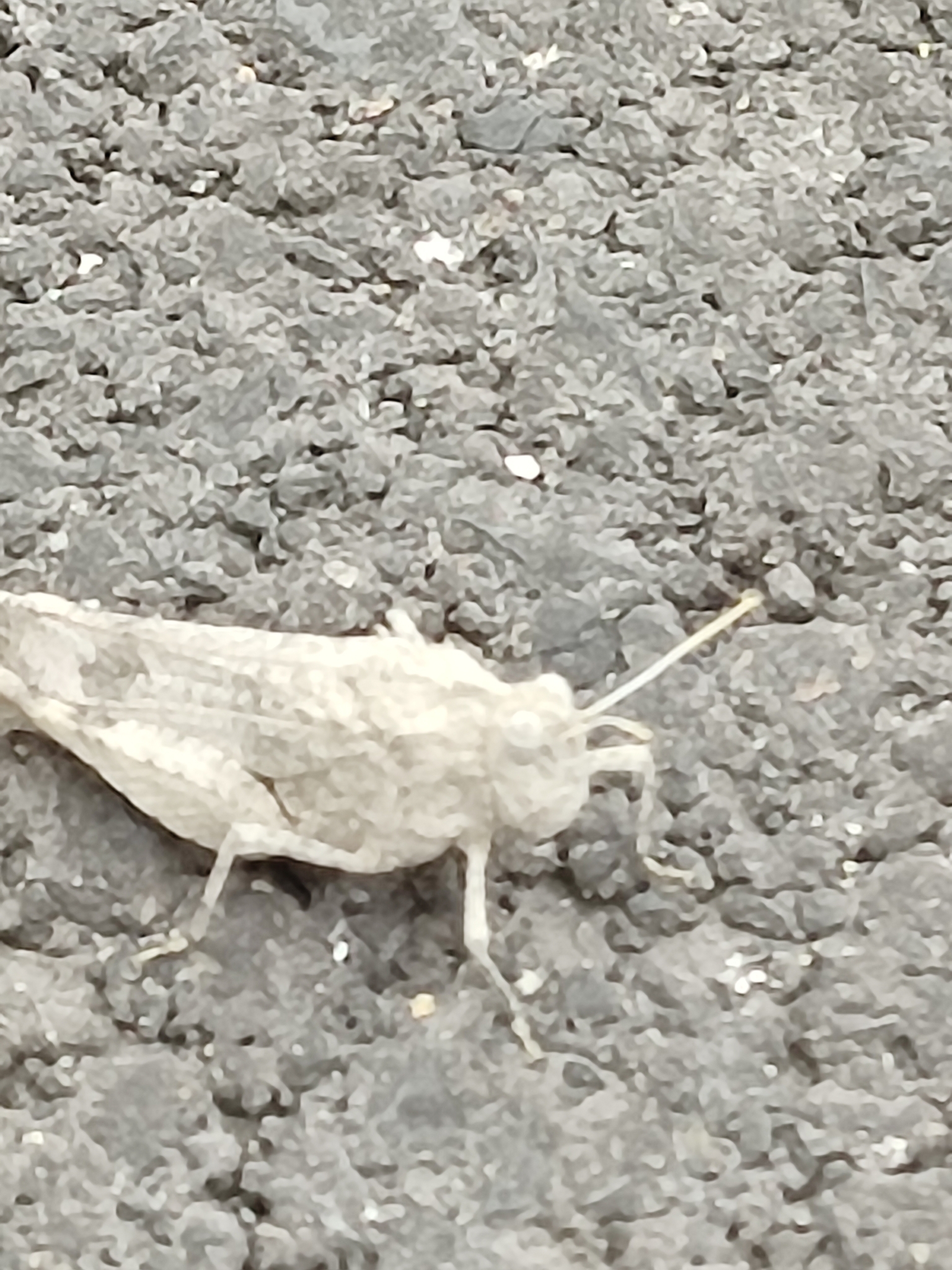 Oedipoda canariensis