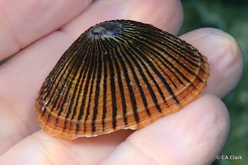 Cellana talcosa observed 2019-10-24