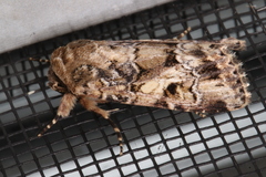 Spodoptera umbraculata