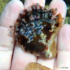 Pinctada margaritifera