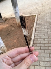 Upupa epops