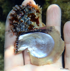 Pinctada margaritifera