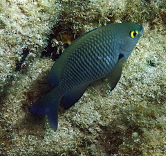 Plectroglyphidodon marginatus