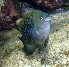 Plectroglyphidodon marginatus