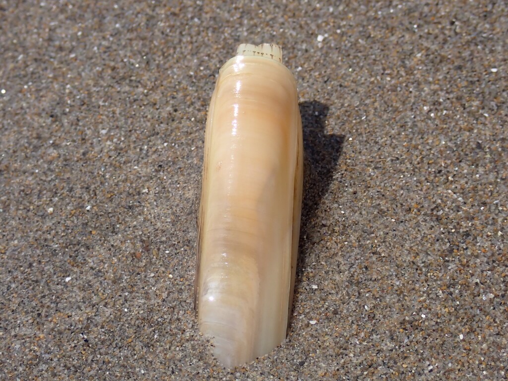 Grooved Razor Shell from Pellestrina (Venezia), Italia on June 12, 2023 ...