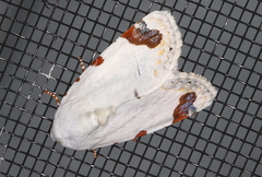 Chasmina pulchra