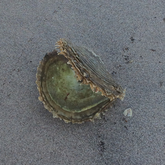 Pinctada mazatlanica