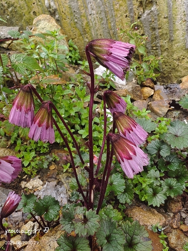 Rosy Drooping-Daisy