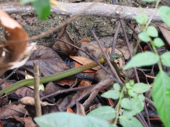 Hainan Island Keelback Snake photo 3