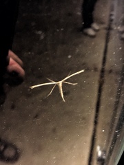 Emmelina monodactyla