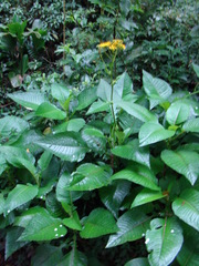 Jessea cooperi