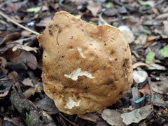 Hemileccinum depilatum
