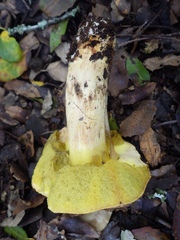 Hemileccinum depilatum