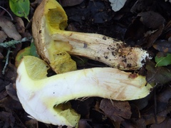 Hemileccinum depilatum